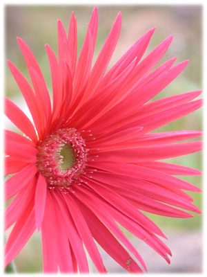 Barberton daisy
